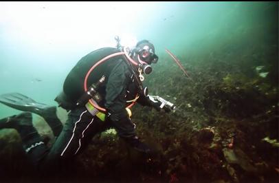 LOOKING AT PIPEFISH