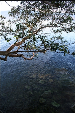 ARBUTUS TREE OVER WATER