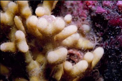 STAGHORN BRYOZOAN