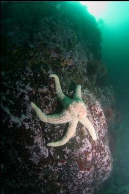 seastar on wall