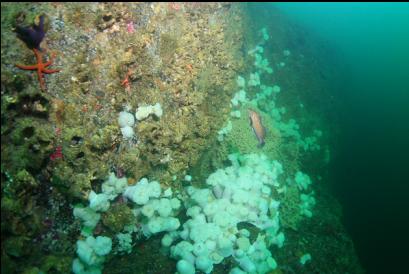 looking down wall with kelp greenling