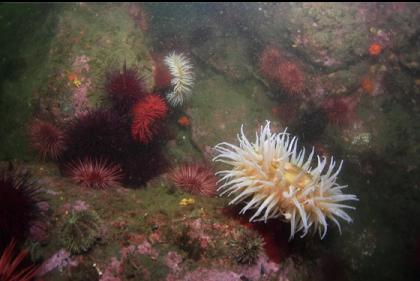 fish-eating anemones