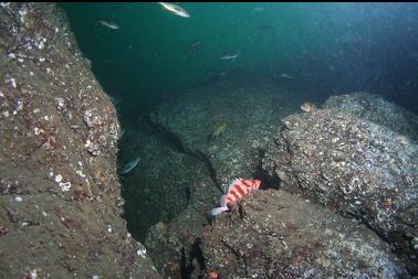 tiger rockfish, etc.