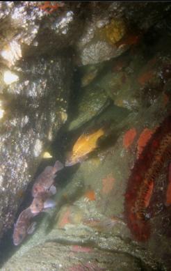 PERCH, ROCKFISH AND SEA CUCUMBER UNDER BOULDER