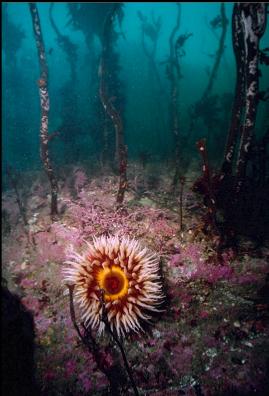 FISH-EATING ANEMONE