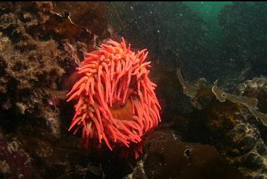 fish-eating anemone