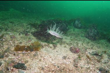 giant nudibranch