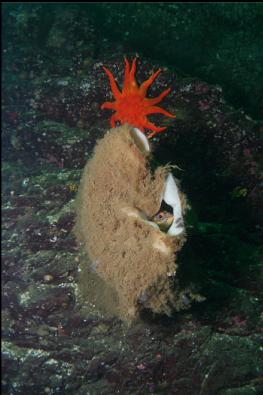 COPPER ROCKFISH IN BOOT SPONGE