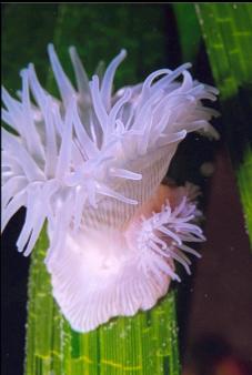 WHITE BROODING ANEMONE ON EELGRASS