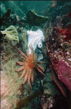 SEA STAR EATING OCTOPUS