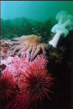 SUNFLOWER STAR, URCHINS,PLUMOSE ANEMONES, AND HYDROCORAL ON WALL