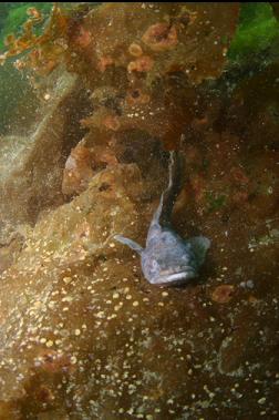 midshipman on kelp