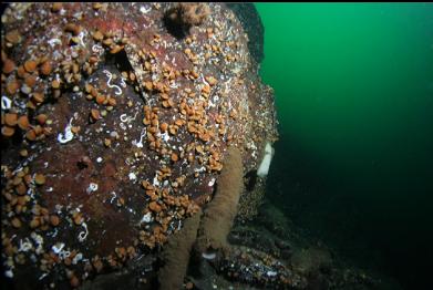 boot sponges with white boot sponge in background