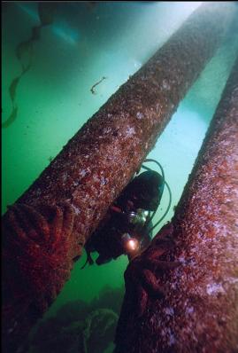 SUNFLOWER STARS UNDER DOCK