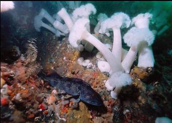 LINGCOD ON WALL