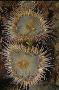 ANEMONES IN SHALLOWS