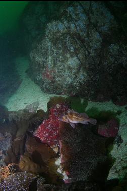 copper rockfish at base of reef