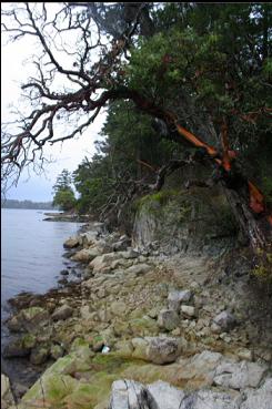 LOOKING NORTH AT END OF TRAIL