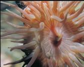 BROODING ANEMONE