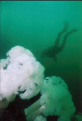 PLUMOSE ANEMONES ON WALL