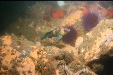 quillback rockfish