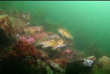 copper rockfish