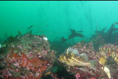 copper rockfish