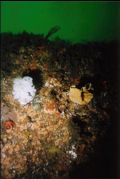 SEA LILIES AND OTHR LIFE ON DEEP WALL