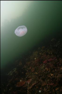 moon jelly in shallows
