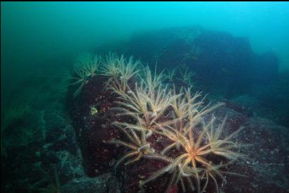 feather stars