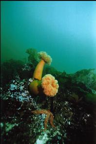 MORE PLUMOSE ANEMONES