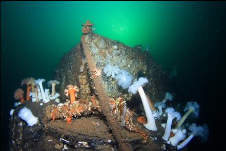 copper rockfish and anemones on a tire at the bow