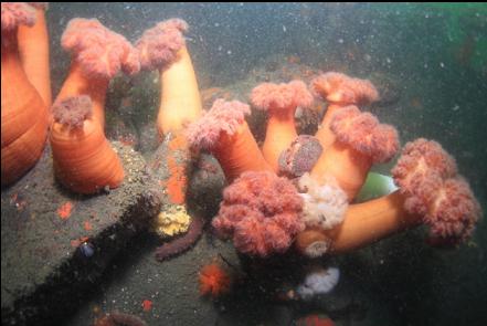 red rock crab in the middle of plumose anemones