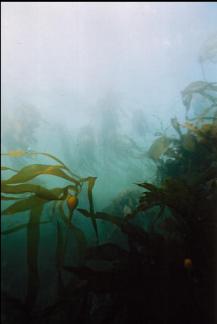 KELP IN SHALLOWS