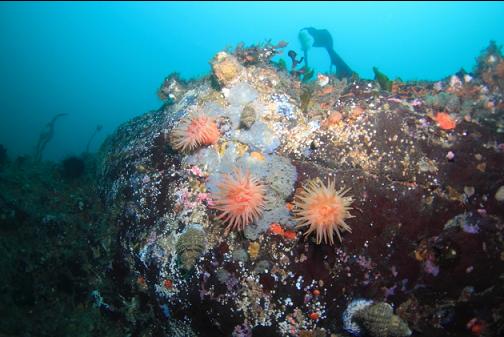 crimson anemones