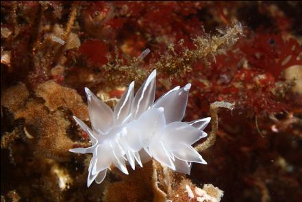 nudibranch