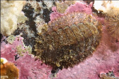 chiton