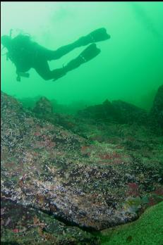 DIVER ABOVE ROCKFISH AT BASE OF REEF