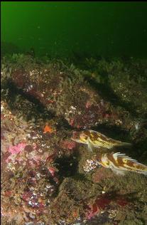 COPPER ROCKFISH