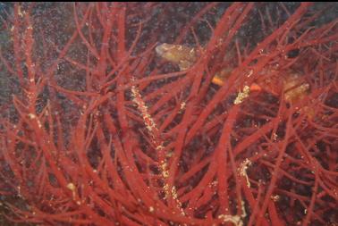 GUNNEL IN RED SEAWEED WITH CLOUD OF TINY SHRIMP