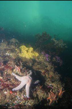 SEASTARS AND TUNICATES IN SHALLOWS