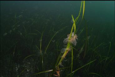 HOODED NUDIBRANCHS ON EELGRASS