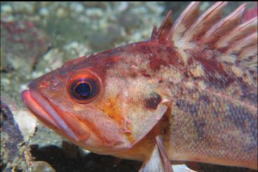 BROWN ROCKFISH