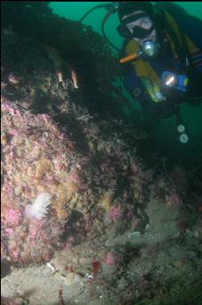 NUDIBRANCH AT BASE OF REEF