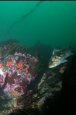 copper rockfish