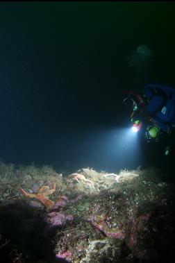 seastars on reef