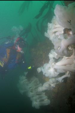 plumose anemones