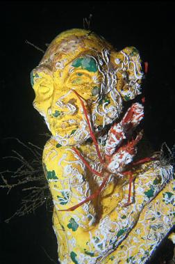 crab on creepy troll