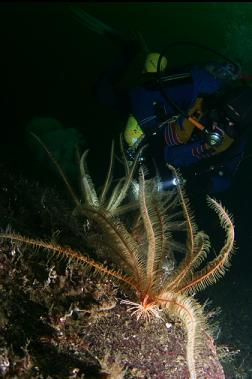 feather stars