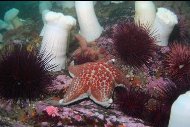 leather star and urchins